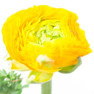 Ранункулус Elegance Yellow