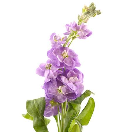 Маттиола Figaro Lavender