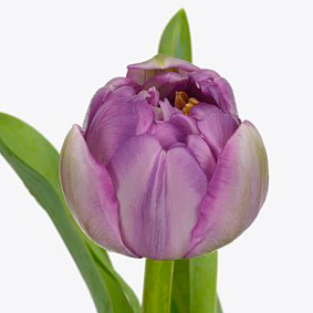 фиолетовые тюльпаны тюльпан ТЮЛЬПАН САЙГОН ДАБЛ (Saigon Dubbel)