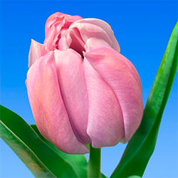 розовый тюльпан ТЮЛЬПАН КАТИНКА (Katinka)