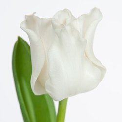белые тюльпаны тюльпан ТЮЛЬПАН ВАЙТ ЛИБЕРСТАР (White Liberstar)