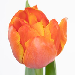 оранжевые тюльпаны тюльпан ТЮЛЬПАН КВИНСДЭЙ  (Queensday)
