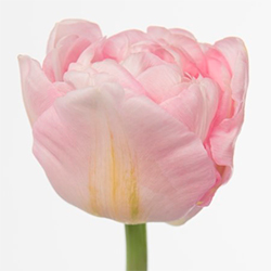 розовые тюльпаны тюльпан ТЮЛЬПАН МАРИАЖ (Mariage)