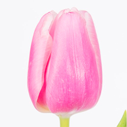 розовые тюльпаны тюльпан ТЮЛЬПАН МИЛКШЕЙК (Milkshake)