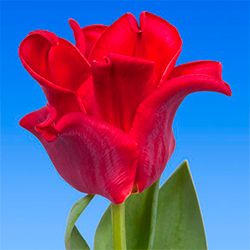 красные тюльпаны тюльпан ТЮЛЬПАНЫ РЕД ДРЕС (Red Dress)