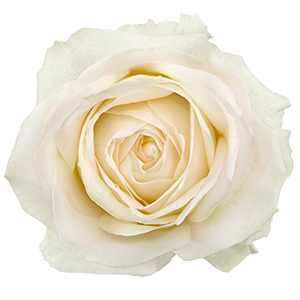 Свадебная роза Аваланч