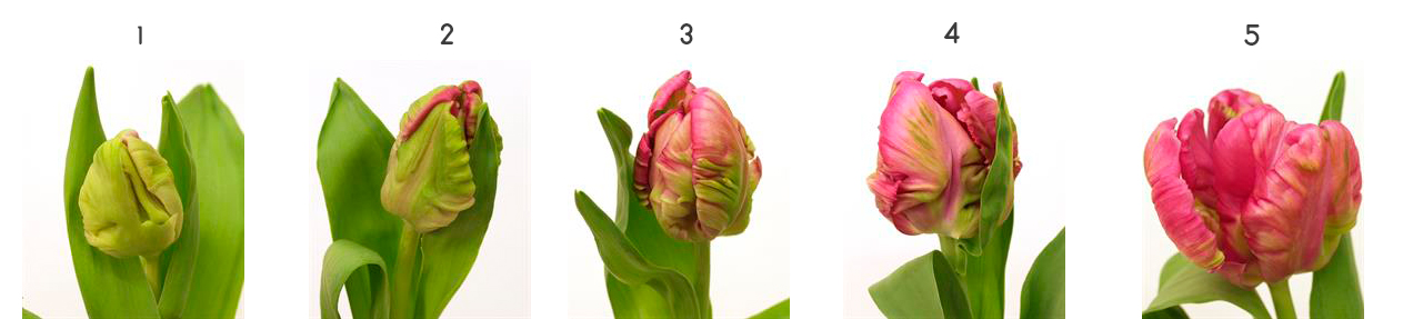 тюльпаны - степень зрелости